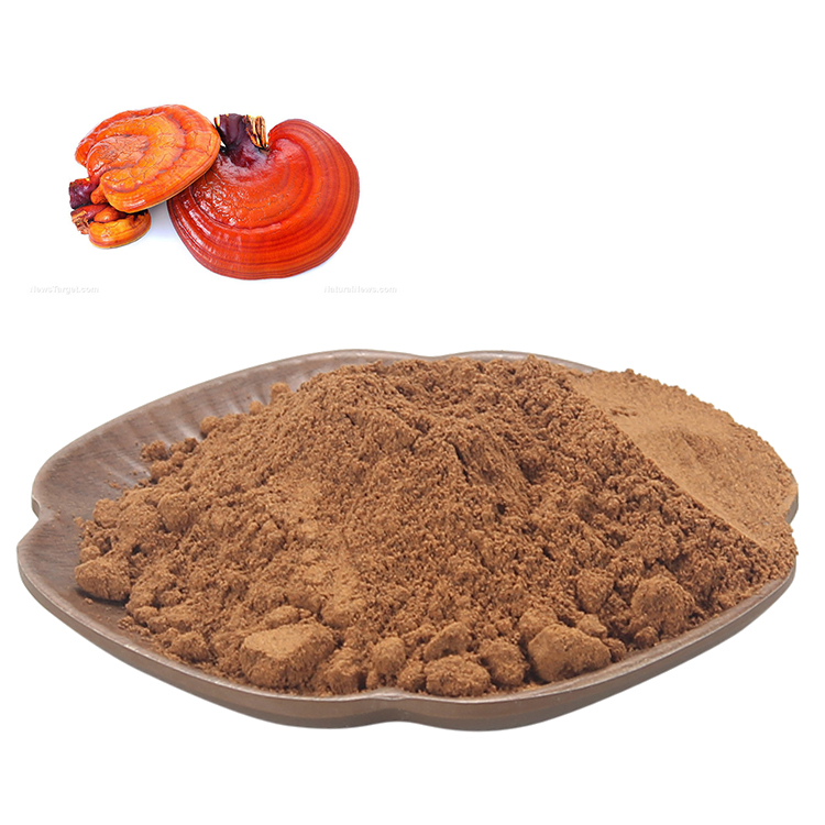 Can Reishi Mushroom Improve Sleep Quality Naturally?